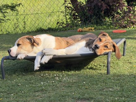 Labrador Mischlinge abzugeben in gute Hände
