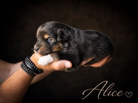 zauberhafte Australian Shepherd Mädchen