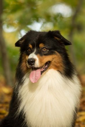 zauberhafte Australian Shepherd Mädchen