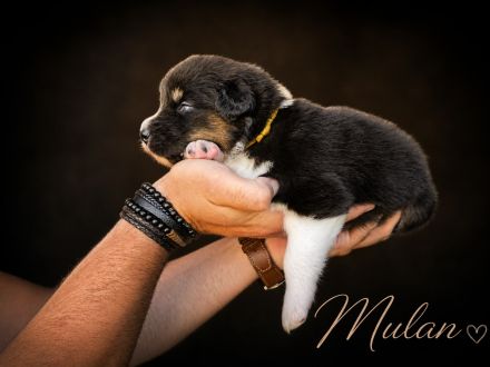 zauberhafte Australian Shepherd Mädchen