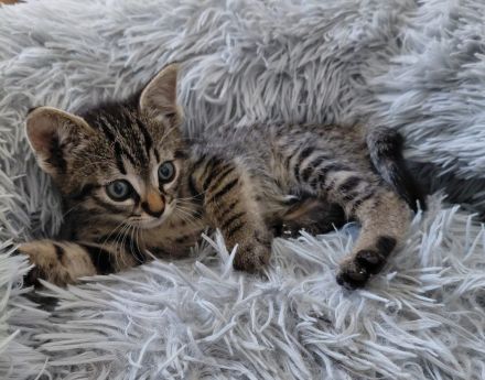 Katzenmädchen Bubbles sucht ein Zuhause