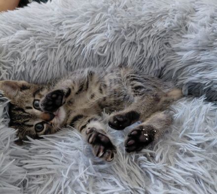 Katzenmädchen Bubbles sucht ein Zuhause