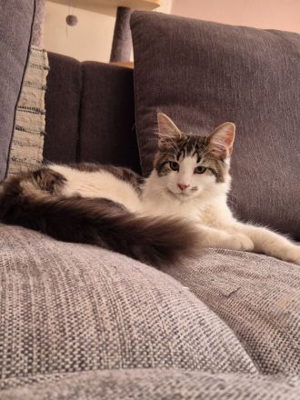 Maine Coon Katerchen Basil darf ausziehen