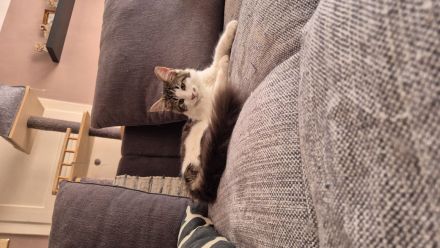 Maine Coon Katerchen Basil darf ausziehen