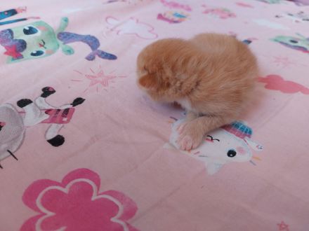 Katzenbabys abzugeben