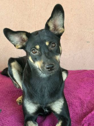 Maily, 2 Jahre, sehr Menschenbezogen, sucht einen Platz im Herzen