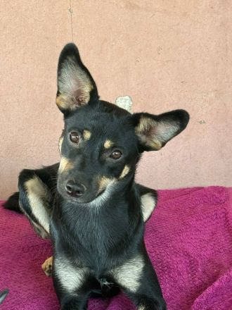 Maily, 2 Jahre, sehr Menschenbezogen, sucht einen Platz im Herzen