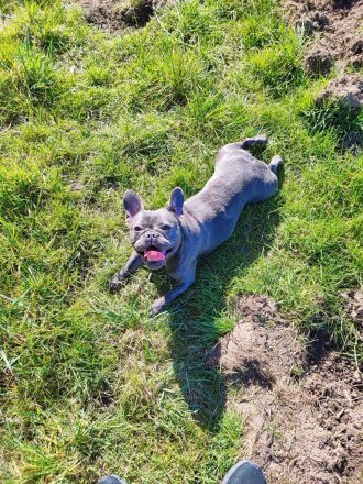 Französische Bully Dame sucht liebevolles Zuhause.