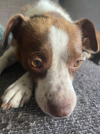 Kleine RUBY sucht ruhiges und liebevolles Zuhause