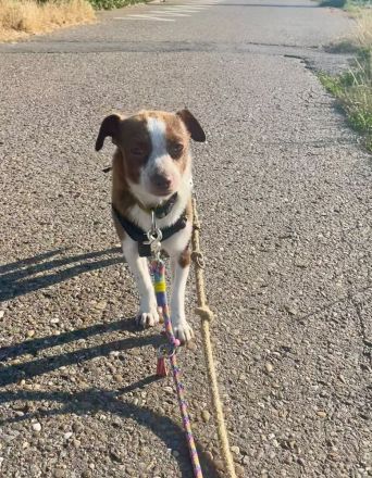 Kleine RUBY sucht ruhiges und liebevolles Zuhause