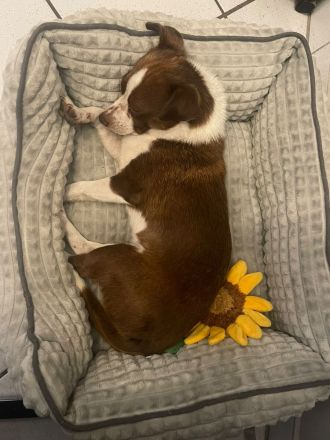 Kleine RUBY sucht ruhiges und liebevolles Zuhause