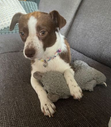 Kleine RUBY sucht ruhiges und liebevolles Zuhause
