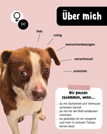 Kleine RUBY sucht ruhiges und liebevolles Zuhause