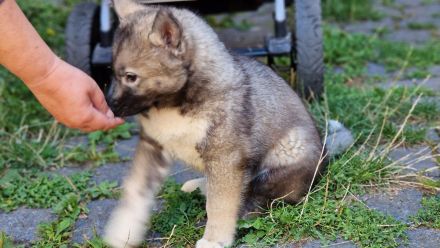 Siberian Husky Welpe
