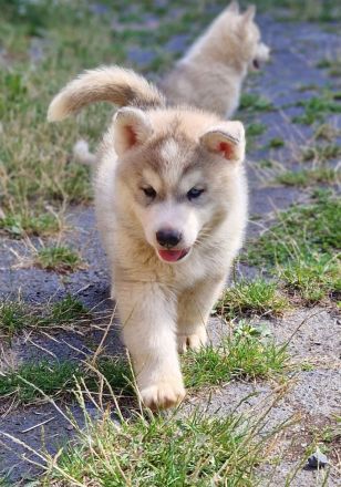 Siberian Husky Welpen