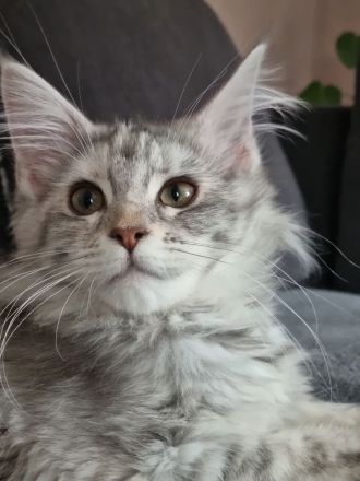 Maine Coon Prinzessin bluesilvertorbie white
