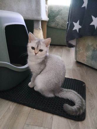 Silver shaded blue katze BKH