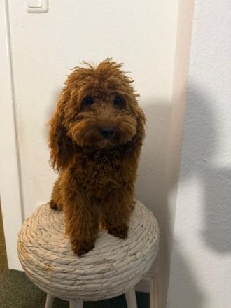 Maltipoo-Welpe sucht liebevolles Zuhause 🐶🤍