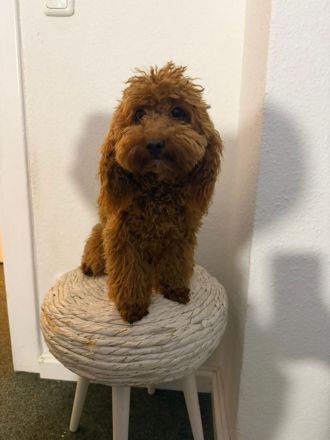 Maltipoo-Welpe sucht liebevolles Zuhause 🐶🤍