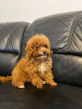 Maltipoo-Welpe sucht liebevolles Zuhause 🐶🤍