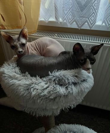 Zwei liebevolle Katzen suchen gemeinsam ein neues Zuhause 🐾❤️
