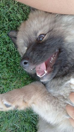 Akita Inu mixis