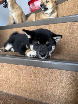 Reinrassige black-tan Shiba Inu Welpen suchen noch ihr für immer Zuhause
