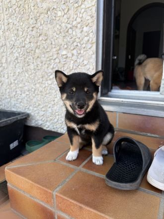 Reinrassige black-tan Shiba Inu Welpen suchen noch ihr für immer Zuhause