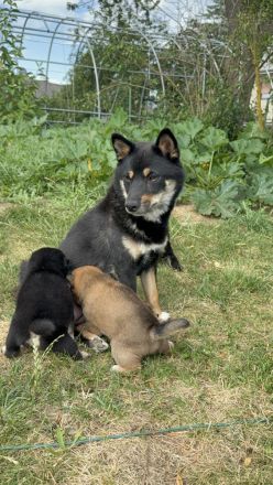 Reinrassige black-tan Shiba Inu Welpen suchen noch ihr für immer Zuhause
