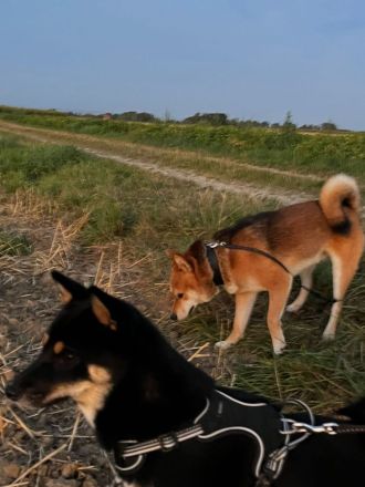 Reinrassige black-tan Shiba Inu Welpen suchen noch ihr für immer Zuhause