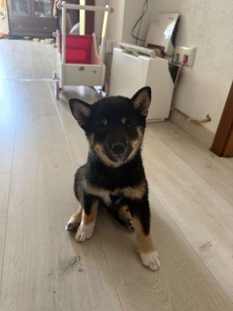 Reinrassige black-tan Shiba Inu Welpen suchen noch ihr für immer Zuhause