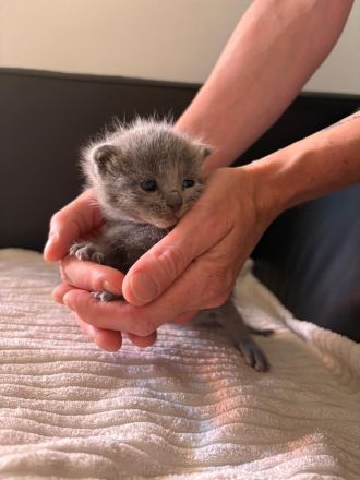 BKH-Kitten in der Farbe Chocolate & Blue, gesund, verschmust & familiengeprägt