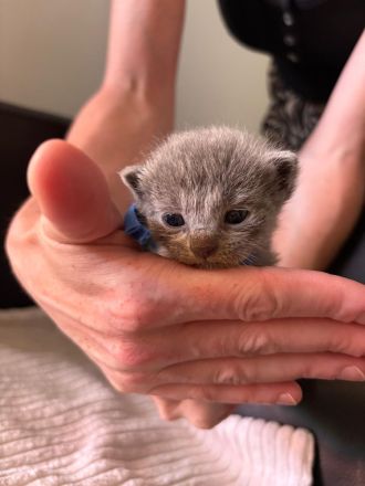 BKH-Kitten in der Farbe Chocolate & Blue, gesund, verschmust & familiengeprägt