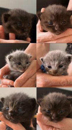 BKH-Kitten in der Farbe Chocolate & Blue, gesund, verschmust & familiengeprägt