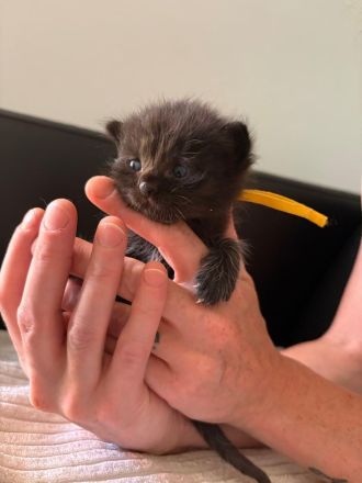 BKH-Kitten in der Farbe Chocolate & Blue, gesund, verschmust & familiengeprägt