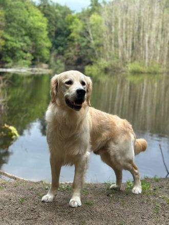 Bildschöner Golden Retriever Rüde Pamuk (5 J., geb. Juni 2021) in Hamburg & Umgebung sucht liebevoll