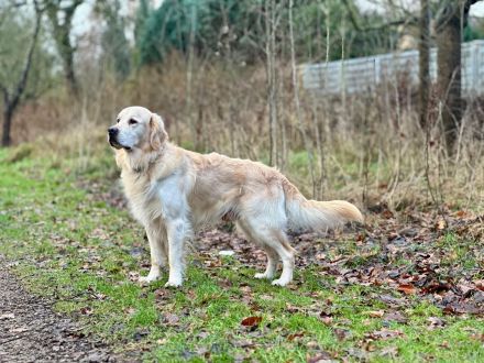 Bildschöner Golden Retriever Rüde Pamuk (5 J., geb. Juni 2021) in Hamburg & Umgebung sucht liebevoll