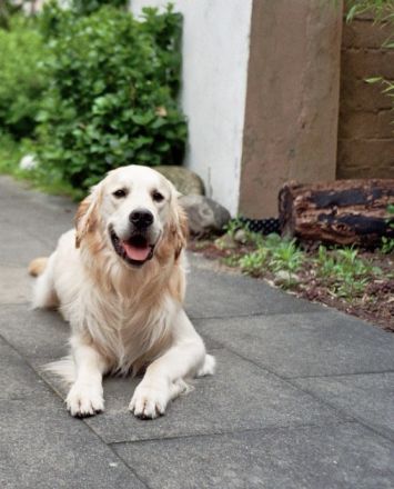 Bildschöner Golden Retriever Rüde Pamuk (5 J., geb. Juni 2021) in Hamburg & Umgebung sucht liebevoll