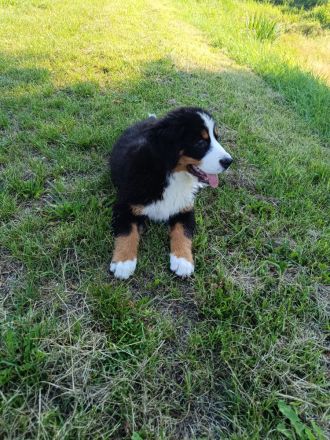 Berner Sennenhund Welpen