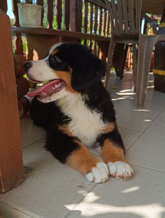 Berner Sennenhund Welpen