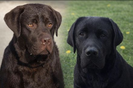Reinrassiger Labrador Retriever-Welpen mit Ahnentafel
