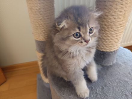 BKH Kitten