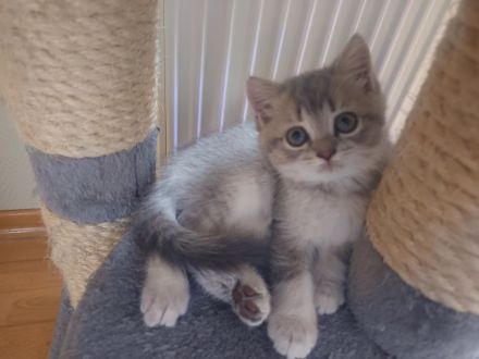 BKH Kitten