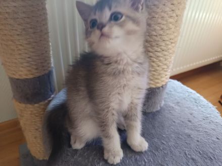 BKH Kitten