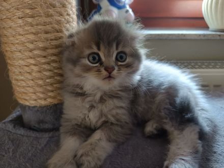 BKH Kitten