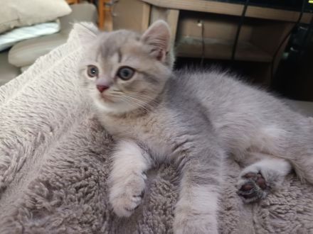 BKH Kitten