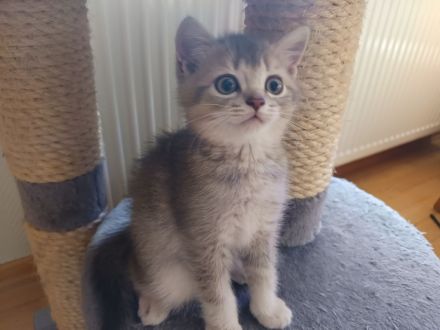 BKH Kitten