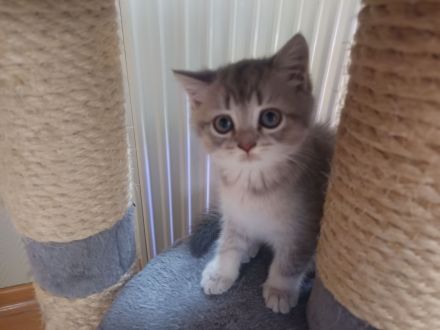 BKH Kitten