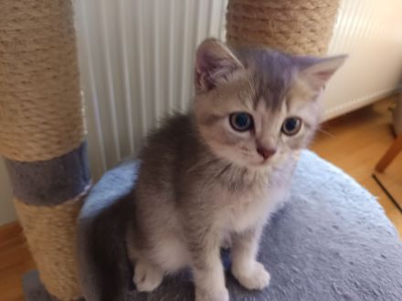 BKH Kitten