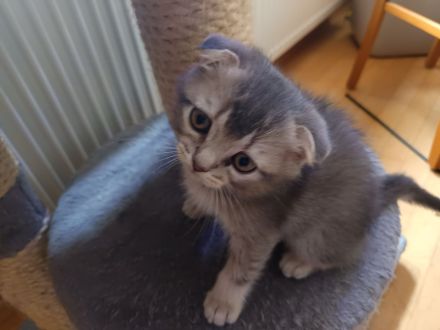 BKH Kitten